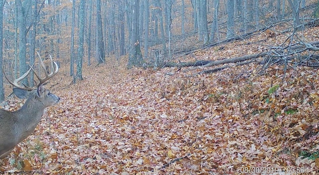 view of local wilderness