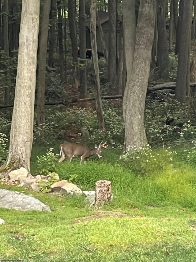 view of local wilderness