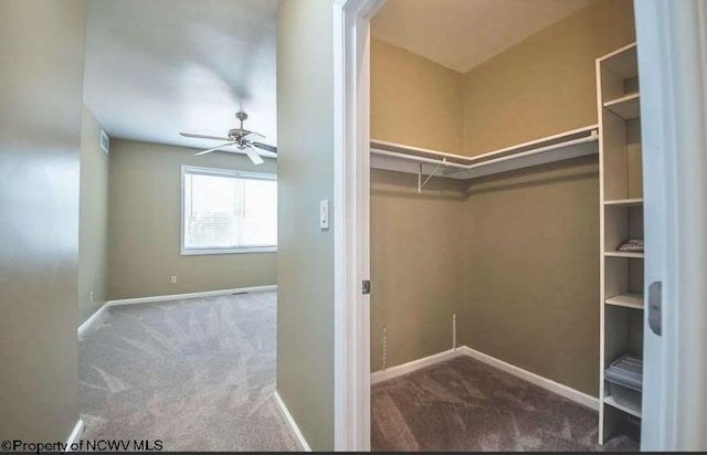 walk in closet featuring a ceiling fan, visible vents, and carpet
