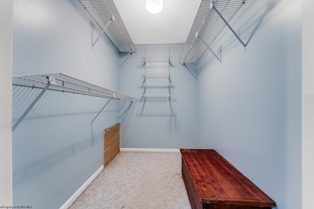 spacious closet featuring carpet