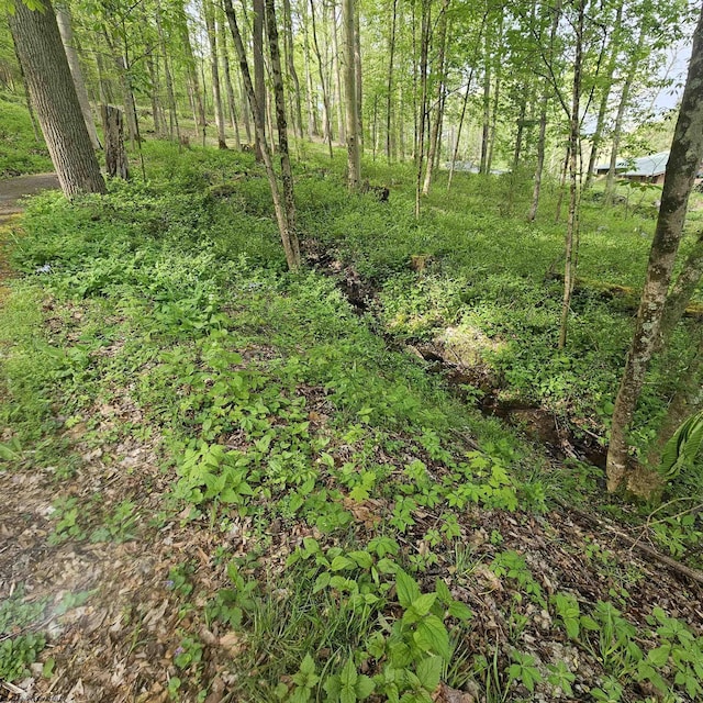 view of local wilderness