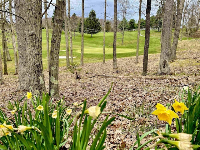 247 Daylily Ct, Terra Alta, WV 26764 - view of green lawn