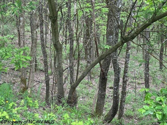 TBD Moyer Hollow Rd, Elkins, WV 26241
