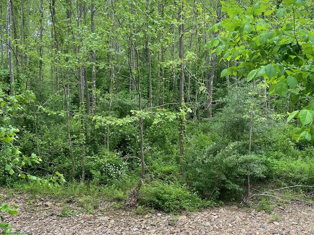 21434 Seneca Trl, Valley Head, WV 26294 - view of wooded area