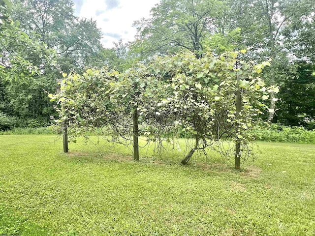 200 Heckle Ln, Elkins, WV 26241 - view of local wilderness