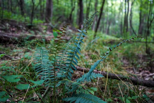 LOT130 Laurel Loop, Bruceton Mills, WV 26525
