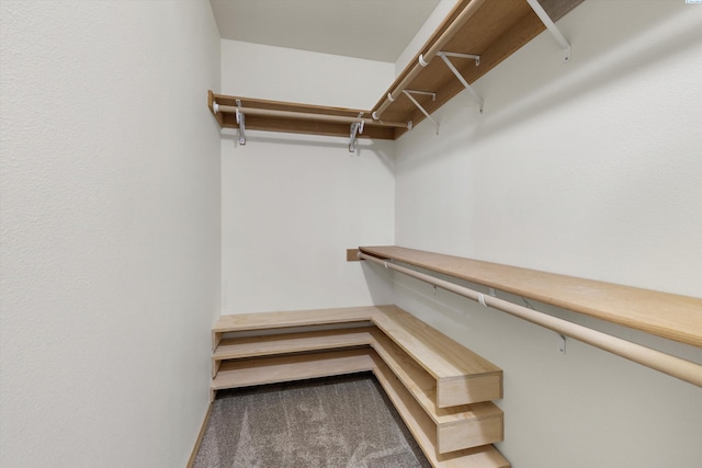 walk in closet with carpet floors