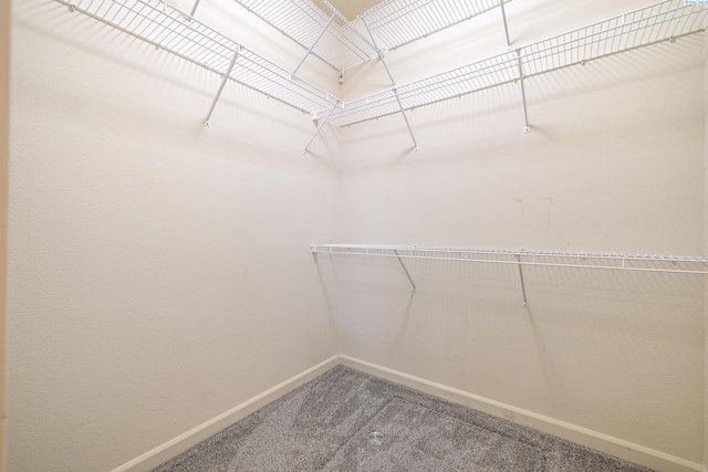 walk in closet with carpet floors