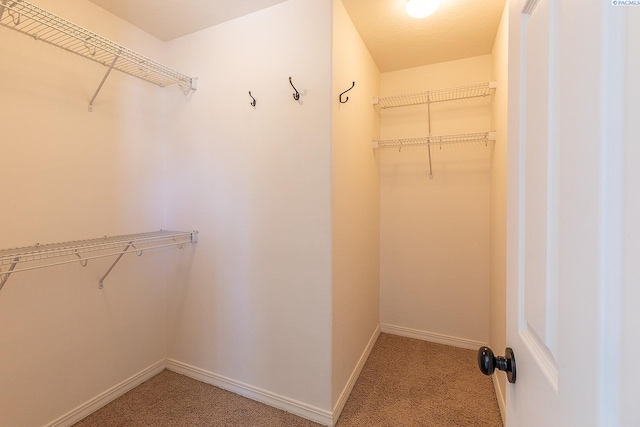 spacious closet featuring carpet