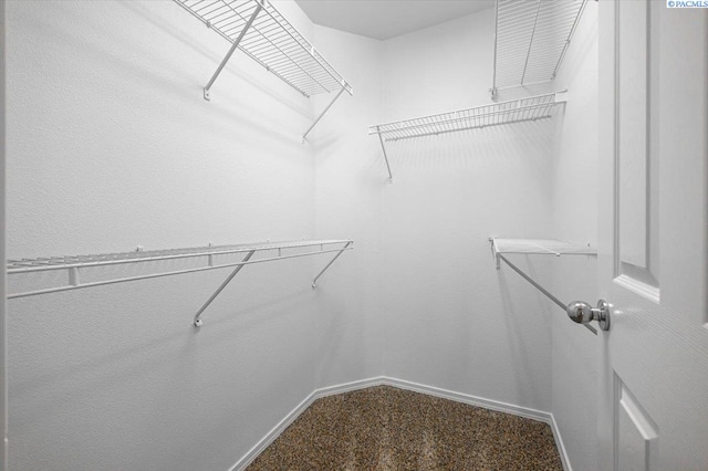 spacious closet featuring carpet flooring