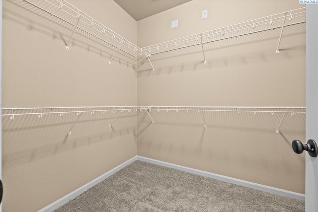 walk in closet featuring carpet floors