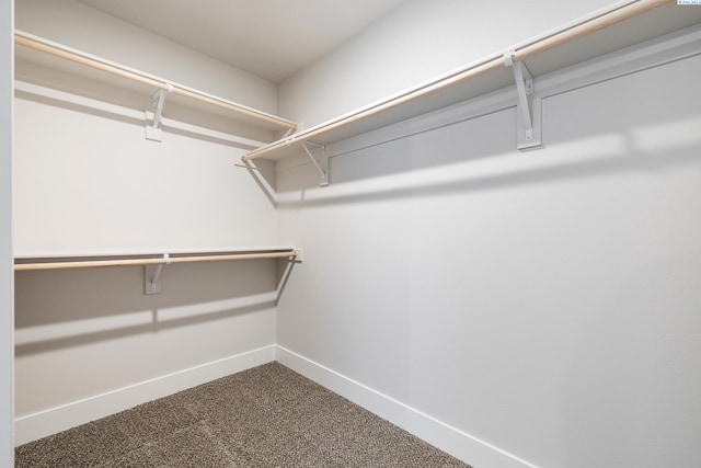 walk in closet with carpet flooring