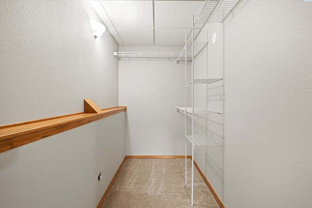 walk in closet featuring a paneled ceiling and carpet