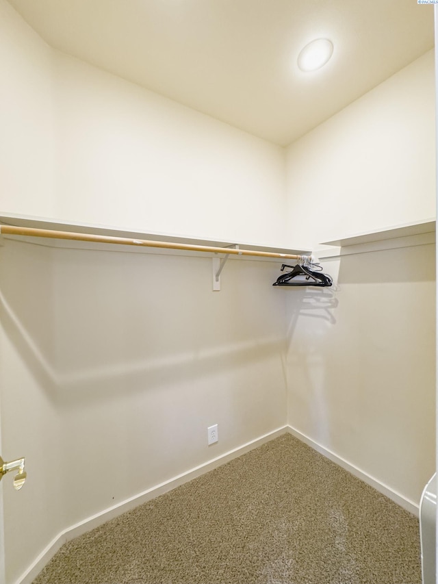 spacious closet featuring carpet flooring