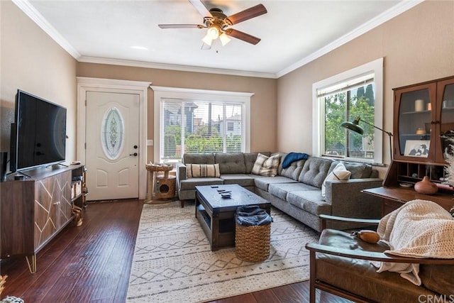 living room with a healthy amount of sunlight, crown molding, ceiling fan, and dark hardwood / wood-style flooring