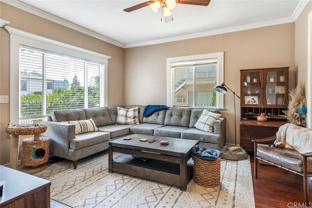 living room with ornamental molding, ceiling fan, and light wood-type flooring