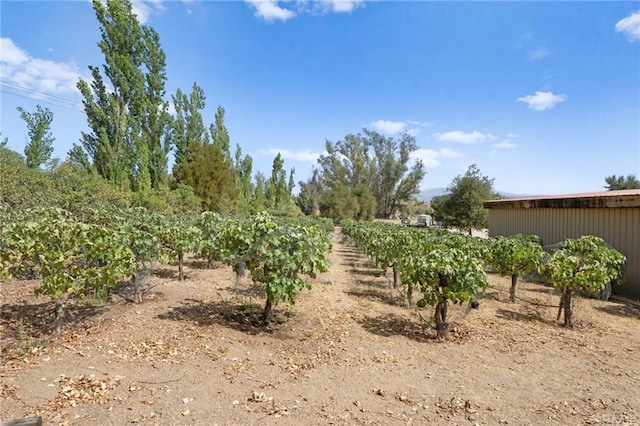 view of yard featuring a rural view