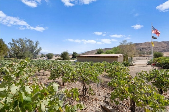 view of yard with a mountain view and a rural view