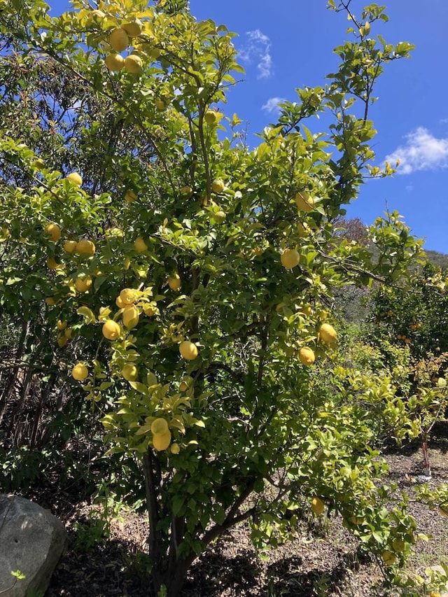 view of nature