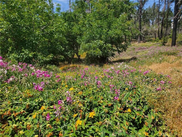 8819 Skyway, Paradise, CA 95969