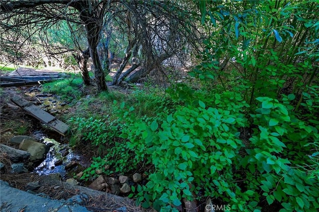 view of local wilderness