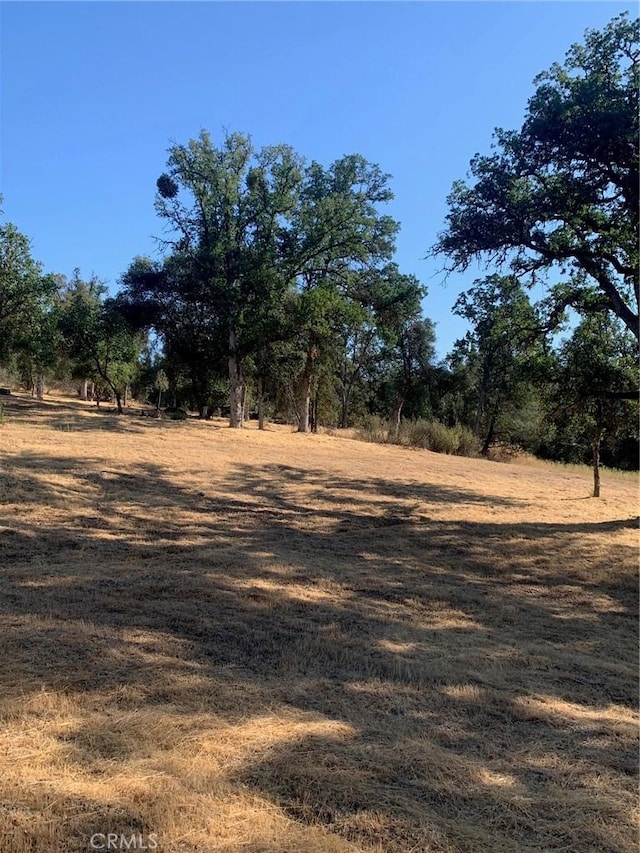 view of local wilderness