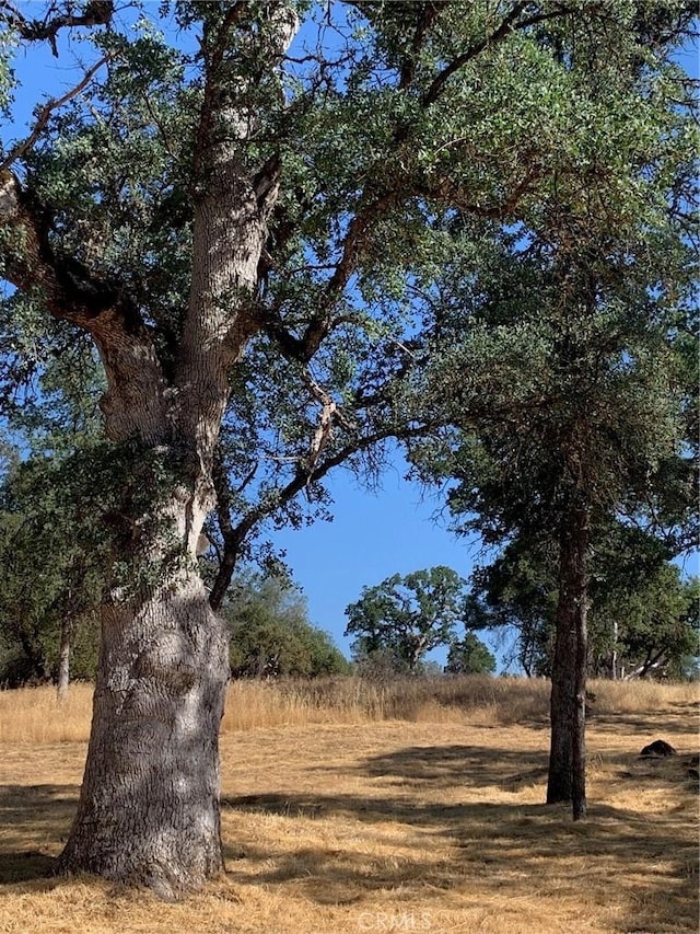 view of local wilderness