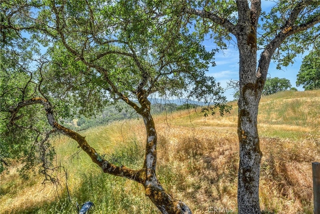 view of local wilderness