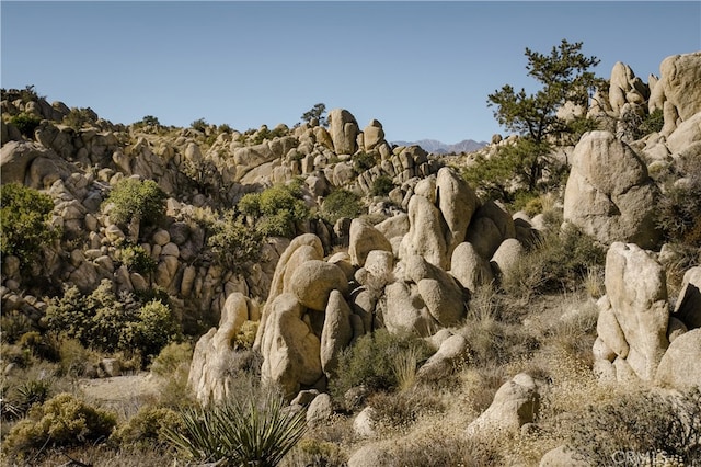 view of local wilderness