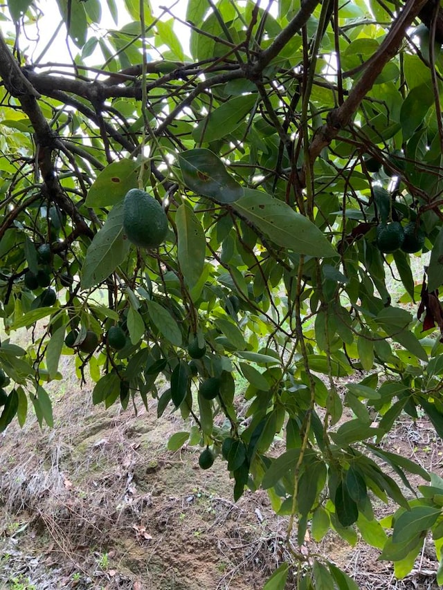 view of nature