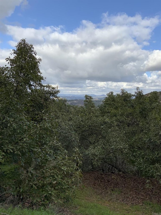 view of local wilderness