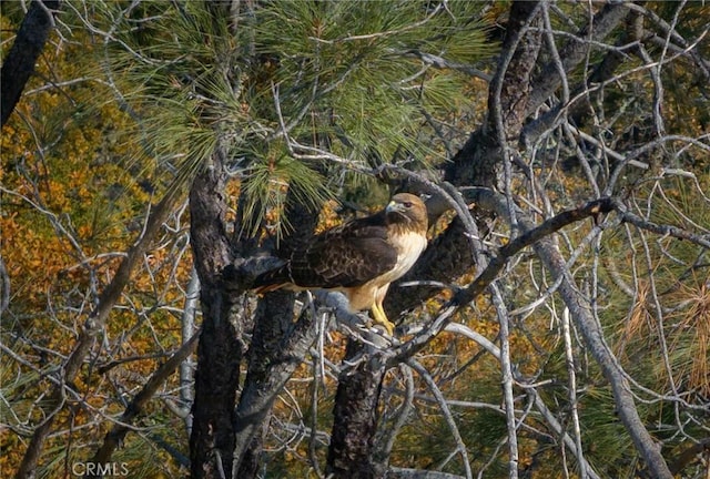 view of nature