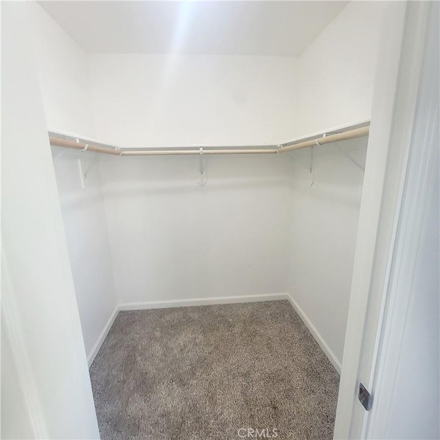 spacious closet featuring carpet floors