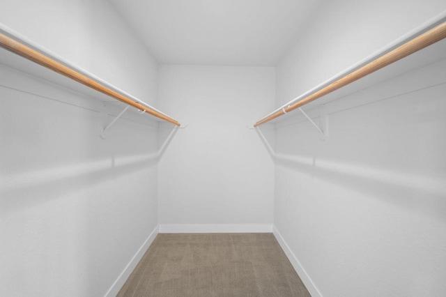 walk in closet featuring carpet floors