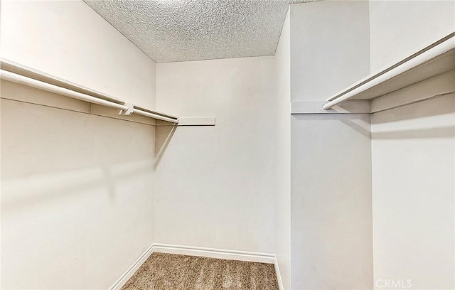 spacious closet featuring carpet flooring