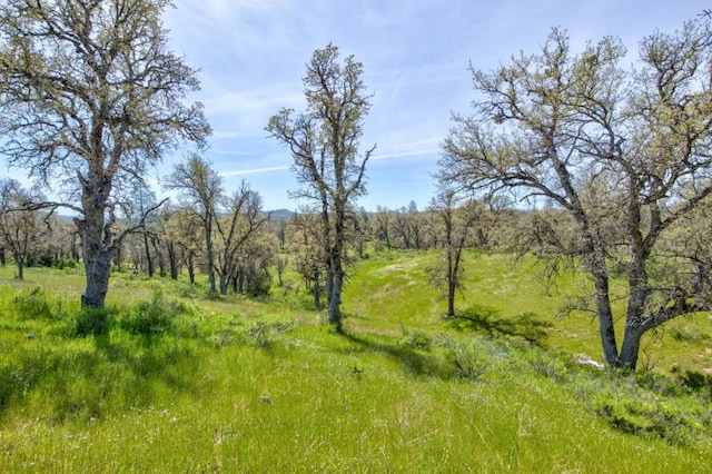 view of local wilderness