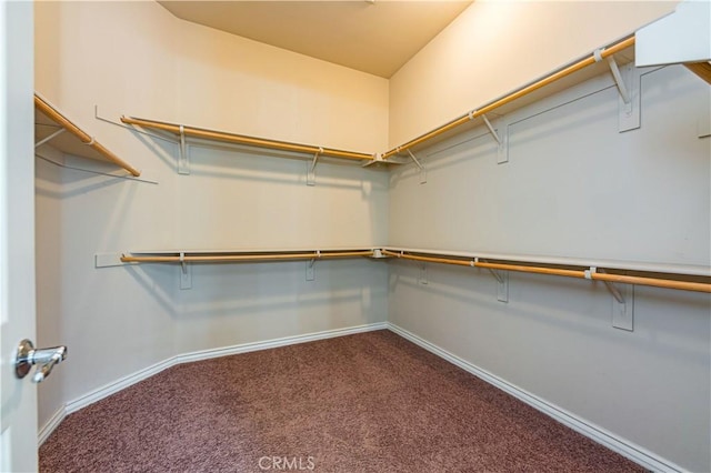 walk in closet featuring carpet