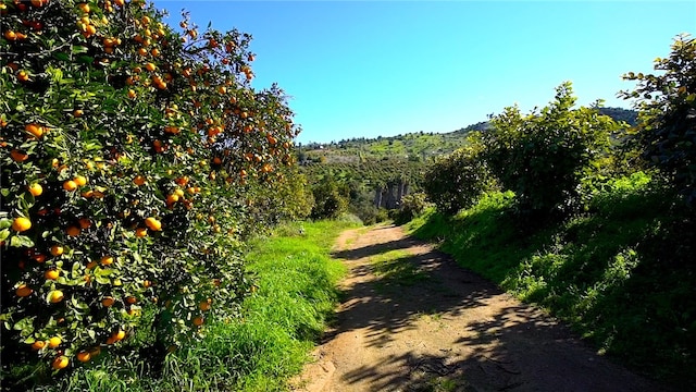 view of local wilderness