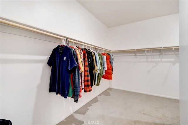 spacious closet featuring carpet flooring