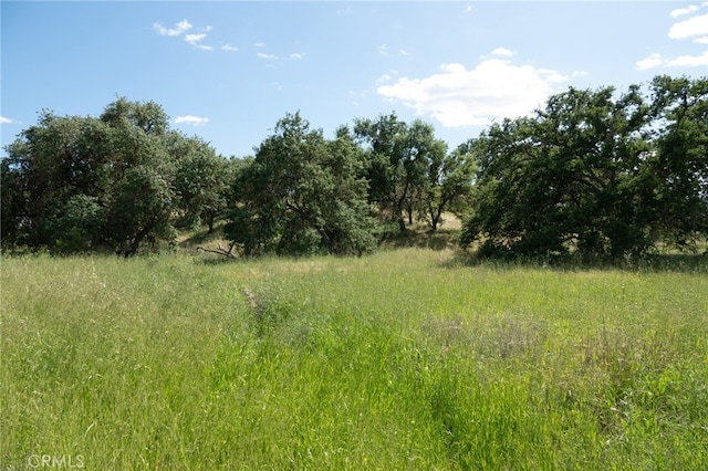 view of local wilderness