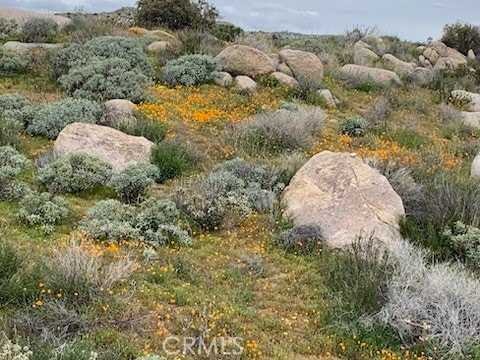 view of local wilderness