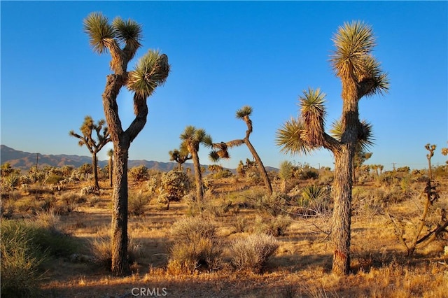 Listing photo 2 for 5374 Marvin Dr, Yucca Valley CA 92284