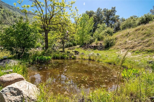 view of local wilderness