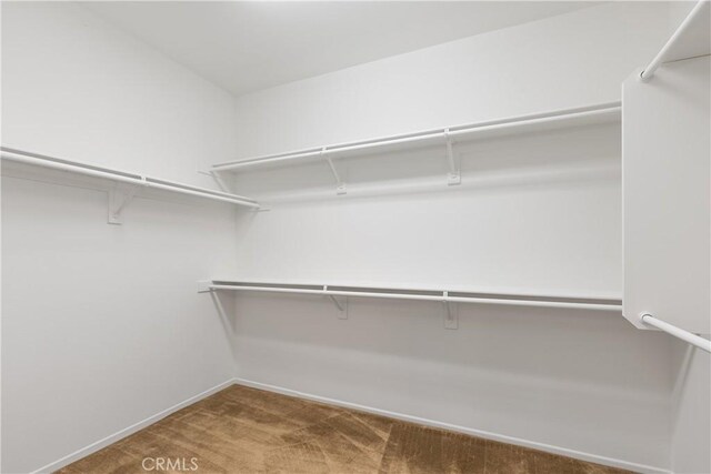 spacious closet featuring carpet flooring