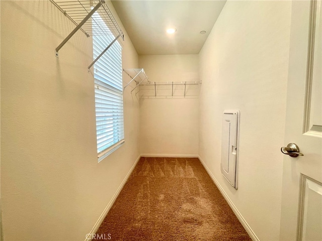 spacious closet featuring carpet