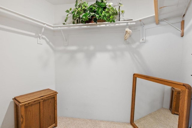 spacious closet featuring light colored carpet