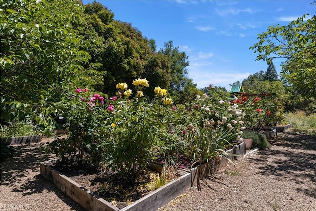 view of yard featuring a vegetable garden