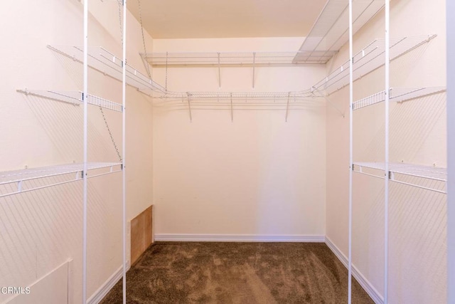 walk in closet with carpet flooring