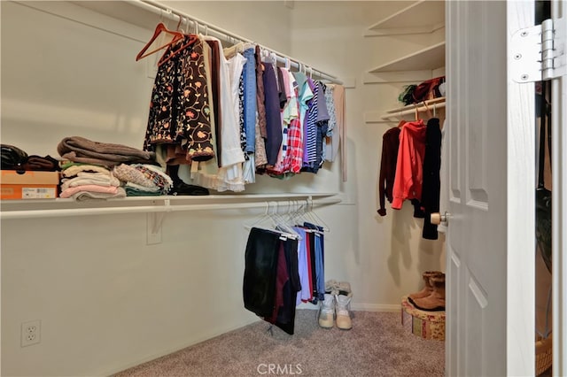 spacious closet featuring carpet floors