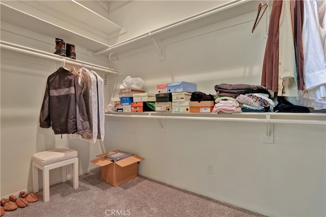 spacious closet featuring carpet